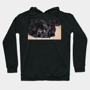 Abby (Newfoundland Dog) Hoodie